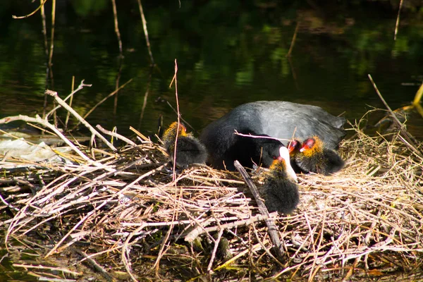 Strzał Bliska Eurazjatyckiego Koguta Jego Szparkami Gnieździe — Zdjęcie stockowe