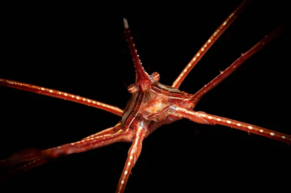 Macro Shot Japanese Spider Crab Black Background — Stock Photo, Image