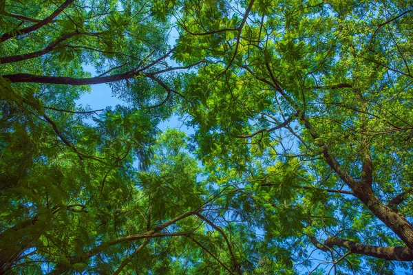 Tiro Bajo Ángulo Árboles Verdes Bosque Contra Cielo Azul — Foto de Stock