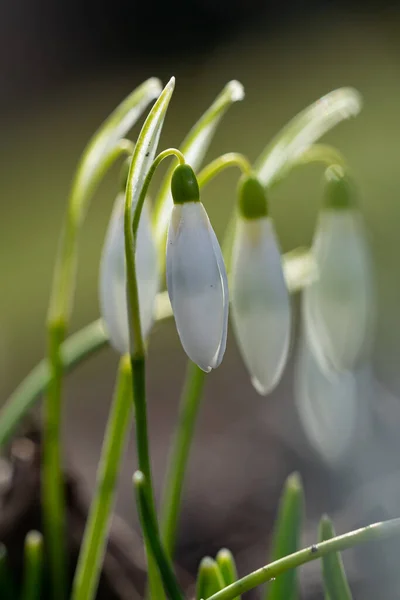 Primo Piano Verticale Fiore Bianco Galanthus Con Sfondo Sfocato — Foto Stock