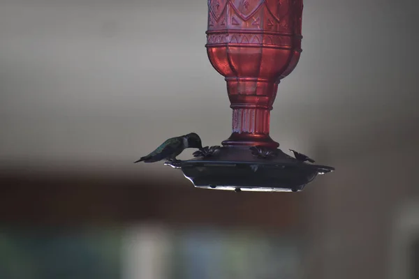 Selektiv Fokusbild Kolibri Som Dricker Från Matare — Stockfoto