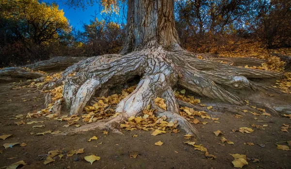 Närbild Rötterna Ett Gammalt Träd — Stockfoto