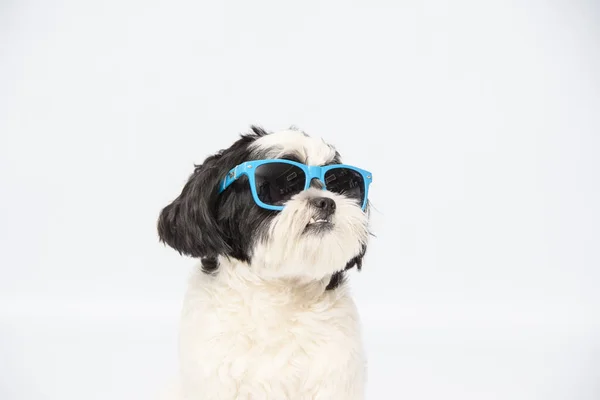 Portret Shih Tzu Noszenie Okularów Przeciwsłonecznych Odizolowanych Białym Tle — Zdjęcie stockowe