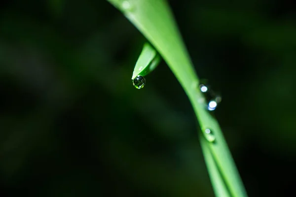 绿叶上的一滴雨滴特写 — 图库照片