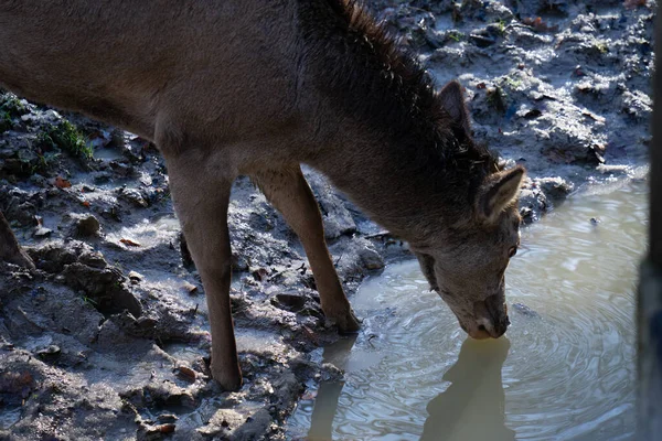 A closeup shot of a donkey drinking water from a pond