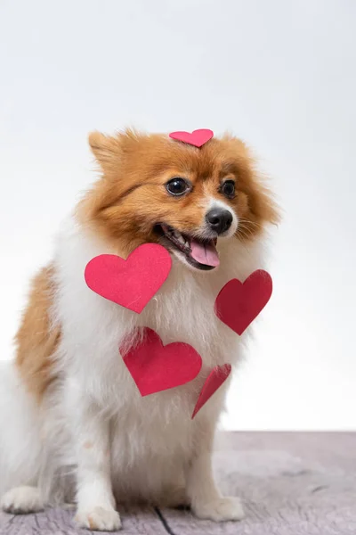 Tiro Perto Cão Spitiz Com Corações Vermelhos Nele — Fotografia de Stock