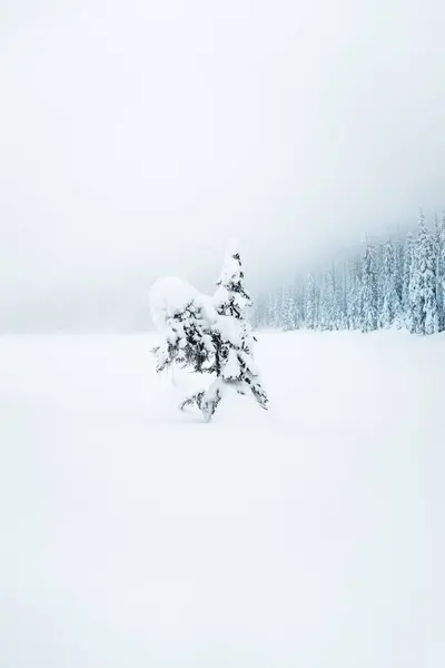 Disparo Vertical Bosque Cubierto Nieve Durante Día Invierno —  Fotos de Stock