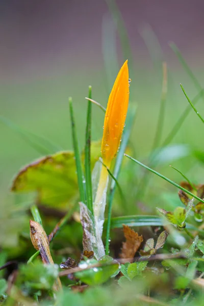 Gros Plan Vertical Fleur Crocus Jaune Qui Pousse Dans Jardin — Photo