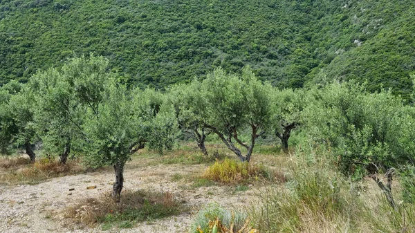 Красивый Вид Зеленые Оливковые Деревья Греции — стоковое фото