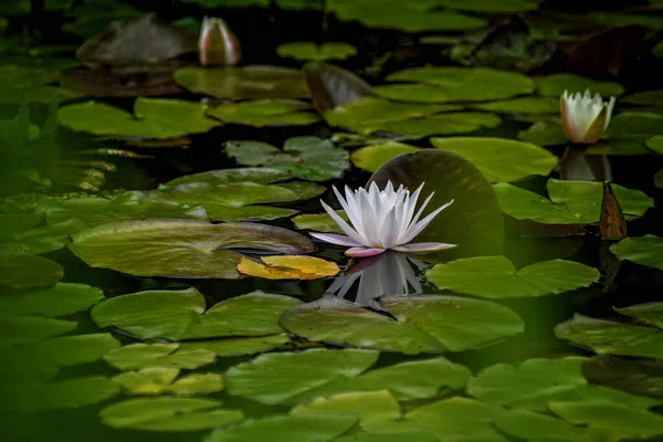 Beautiful White Water Lily Flower Floating Pond — Stock Photo, Image