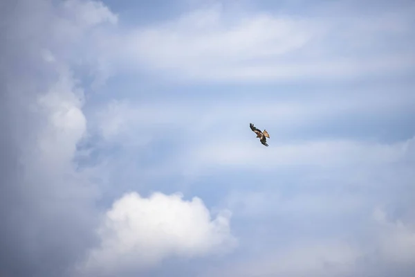 Yaygın Bir Akbaba Buteo Buteo Gökyüzünde Yüksek Kanatları Olan — Stok fotoğraf