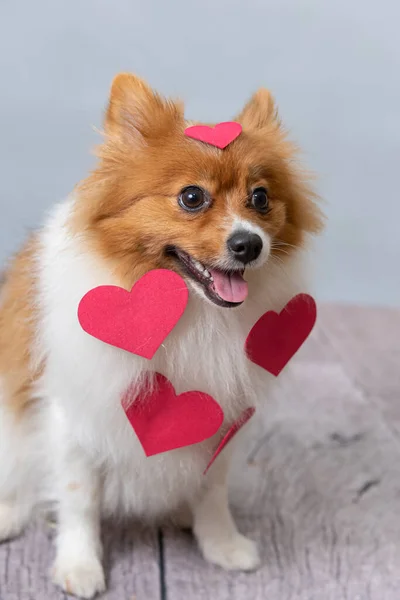 Spitz Alemán Con Corazones Rojos Sobre Fondo Blanco Para Día — Foto de Stock