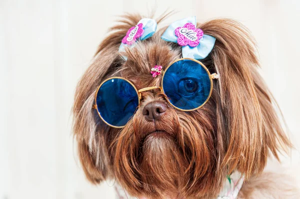 Bir Shih Tzu Köpeğinin Komik Bir Portresi Güneş Gözlüğü Takıyor — Stok fotoğraf