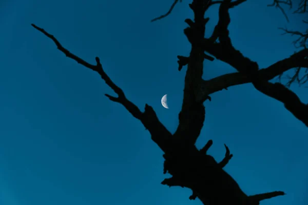 Árvore Seca Ramifica Contra Céu Azul Com Uma Lua — Fotografia de Stock