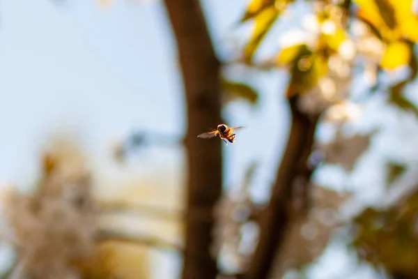Ein Selektiver Fokus Einer Fliegenden Honigbiene Auf Einem Verschwommenen Hintergrund — Stockfoto