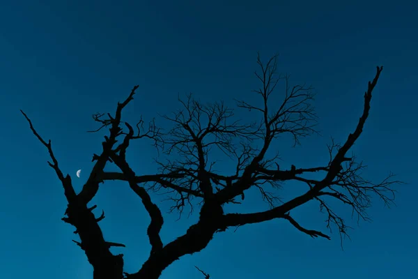 Det Torra Trädet Grenar Sig Mot Blå Himmel Med Måne — Stockfoto