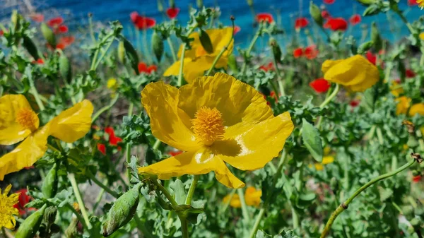 Tiro Close Flores Papoula Com Chifres Amarelos Crescendo Jardim — Fotografia de Stock