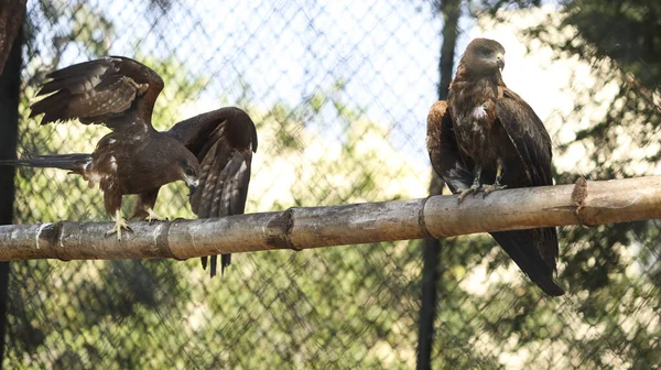 Ein Paar Braune Adler Stehen Auf Einer Holzstange Mit Verschwommenem — Stockfoto