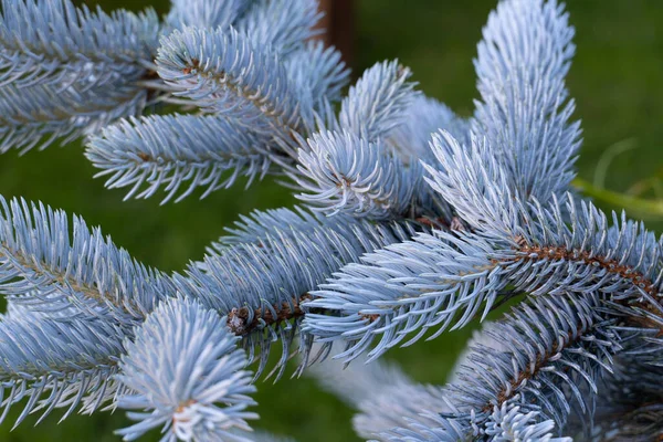 Gros Plan Des Détails Sur Les Branches Épinette Bleue — Photo