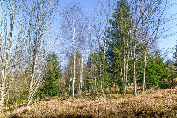 Natural Landscape View Leafless Trees Evergreen Trees Forest — Stock Photo, Image