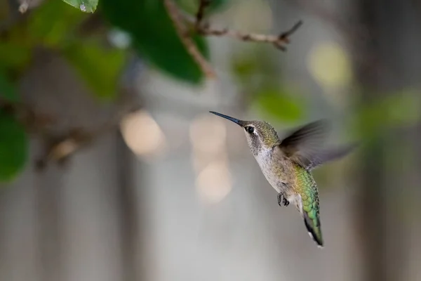Zbliżenie Ujęcia Pięknego Małego Kolibra Lecącego Obok Drzewa — Zdjęcie stockowe