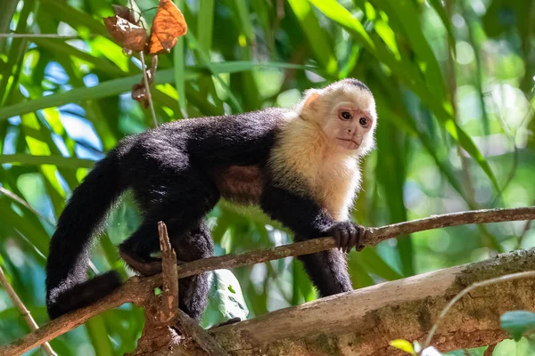 Kapucinus Majom Egy Dzsungelben Costa Rica — Stock Fotó