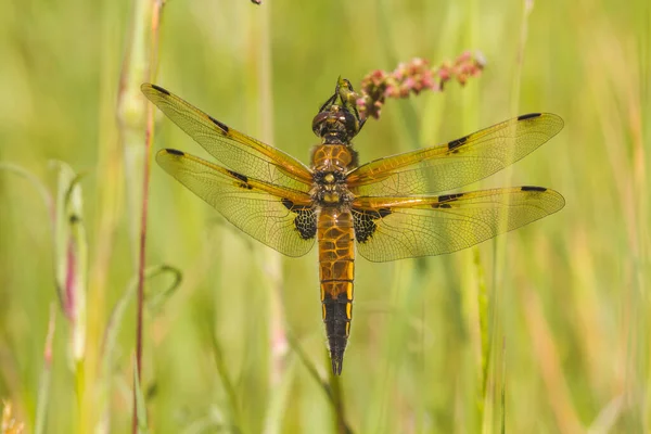 Dragonfly Sitting Green Grass — Stock Photo, Image