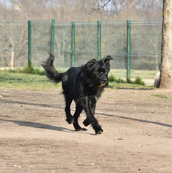 Shaggy Black Dog Running Park — Stock fotografie