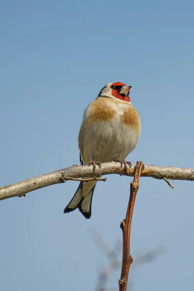 Colpo Verticale Uccello Pettirosso Appollaiato Ramo — Foto Stock