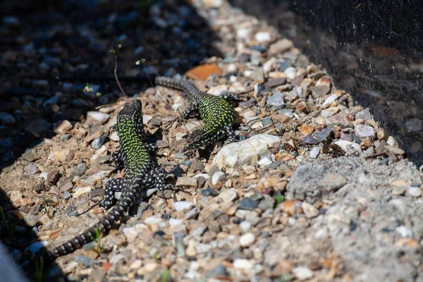 Gros Plan Deux Lézards Communs Couchés Sur Des Cailloux Soleil — Photo