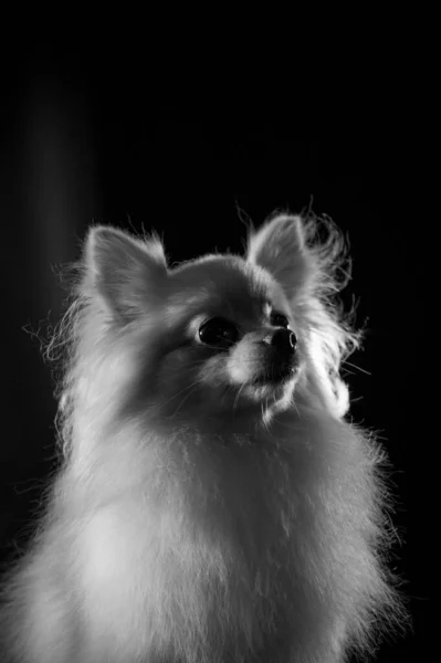 Grayscale Vertical Shot Spitz Breed Dog Black Background — Stock Photo, Image