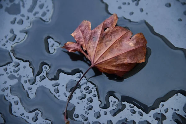 Closeup Brown Fallen Leaf Puddle — Stock Photo, Image