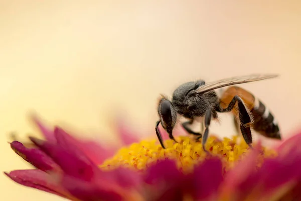 Μια Μακρο Φωτογραφία Μιας Μέλισσας Που Συλλέγει Γύρη Από Ένα — Φωτογραφία Αρχείου