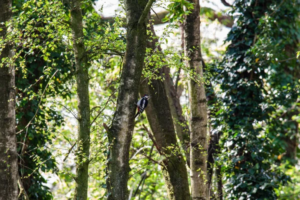 Scenic View Great Spotted Woodpecker Perched Bark Green Tree Forest — Stock Photo, Image