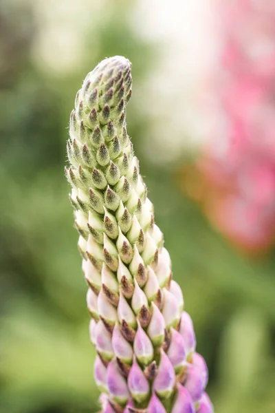 Vertical Closeup Shot Buds Lupin Flower Blurred Background 2019 Blenheim — Stock Photo, Image