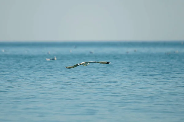 Eine Malerische Ansicht Einer Möwe Die Vor Verschwommenem Hintergrund Über — Stockfoto