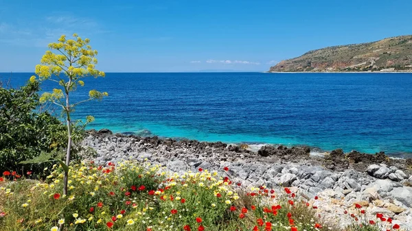 Ein Schöner Blick Auf Ein Meer Mit Blumen Vordergrund Einem — Stockfoto