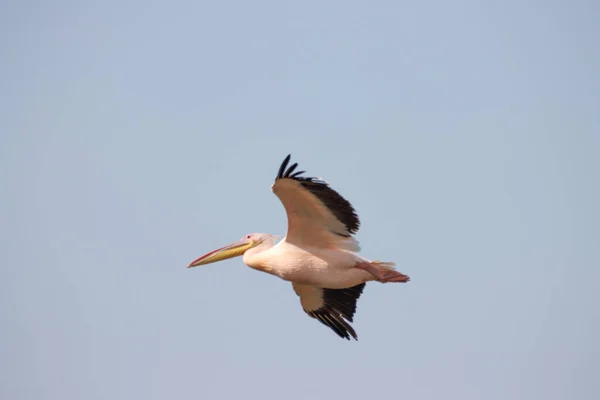 Uma Cegonha Branca Ciconia Ciconia Voando Alto Céu Sem Nuvens — Fotografia de Stock