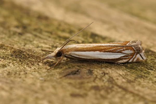 Closeup White Striped Inlaid Grass Veneer Moth Crambus Pascuella Sitting — Stock Photo, Image