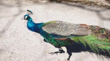 Zürih Zooo, İsviçre 'de güzel bir tavus kuşu.