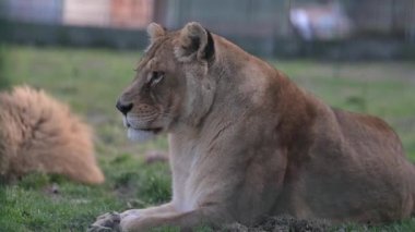 4K 'da hayvanat bahçesinde çimlere uzanmış vahşi bir dişi aslan.