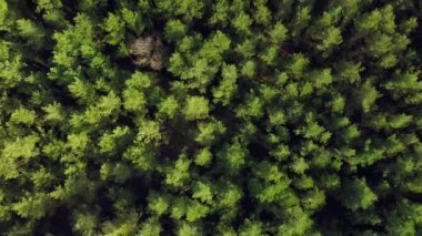 Ormandaki yoğun yeşil ağaçların havadan görünüşü