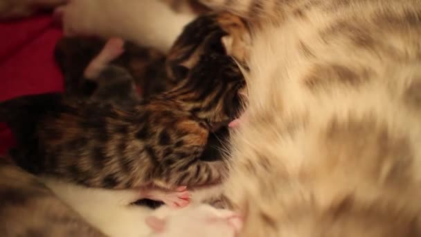 Uma Mãe Brincando Com Gatinhos Recém Nascidos Bengala — Vídeo de Stock