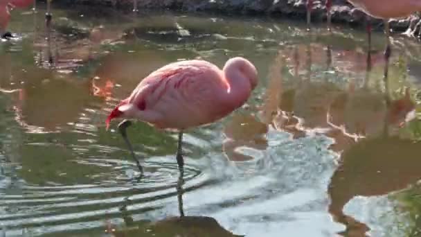 Una Hermosa Vista Flamencos Pie Agua Zoológico — Vídeo de stock
