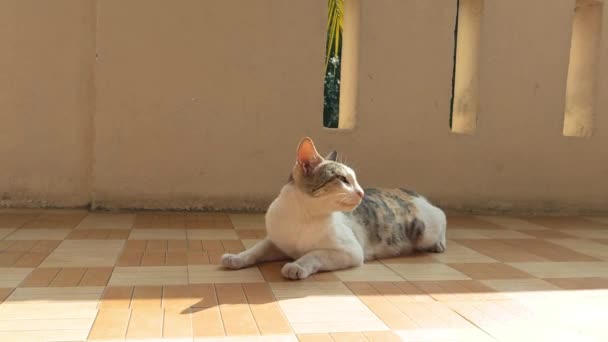 Cute Cat Resting Outdoors Sunlight — Stock Video