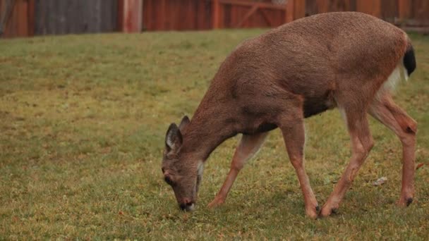 Columbia Black Tail Deer Ilha Vancouver — Vídeo de Stock