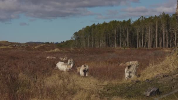 Pohled Chlupaté Kozy Jedící Trávu Farmě Norsku Hardanger — Stock video