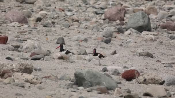 Detailní Záběr Black Oystercatcher Ptáků Skalnatém Břehu — Stock video