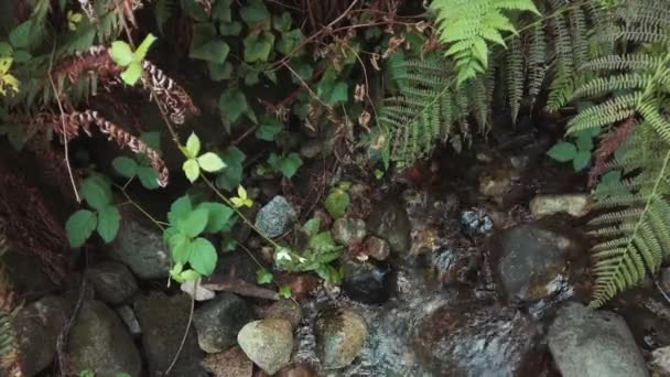加拿大温哥华深湾森林中一条小河流过岩石的风景 — 图库视频影像