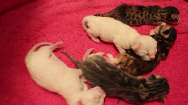 Pasgeboren Bengaalse Kittens Slapen Een Doos — Stockvideo